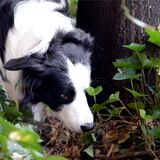 Ein Border Collie schnüffelt sich bei einem Spaziergang durch sein Revier.
