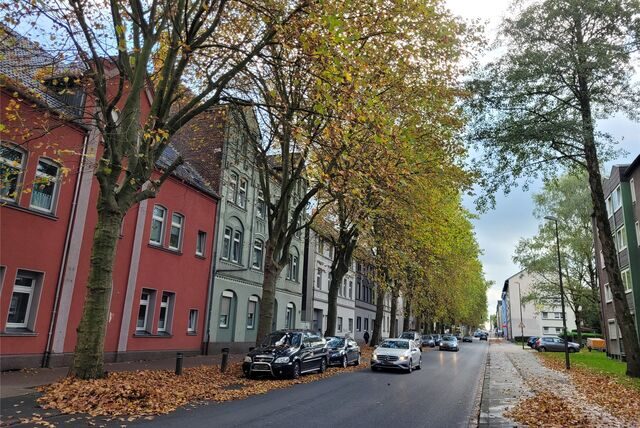 Die Platanen entlang der Stimbergstraße in Oer-Erkenschwick bekommen einen Pflegeschnitt.