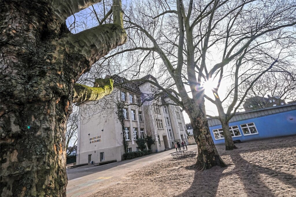 Drei Bäume stehen auf einem Schulhof, im Hintergrund sind das Schulhaus und ein kleines Nebengebäude zu sehen. Drei Bäume stehen auf einem Schulhof, im Hintergrund sind das Schulhaus und ein kleines Nebengebäude zu sehen.