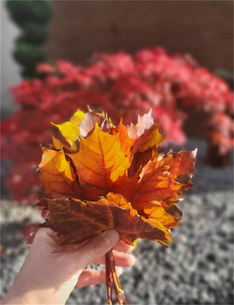 Jemand hält ein buntes Blatt in den Händen.