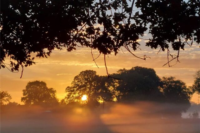 Hinter Bäumen auf einem Feld geht die Sonne auf. Der Nebel macht das Bild unscharf.