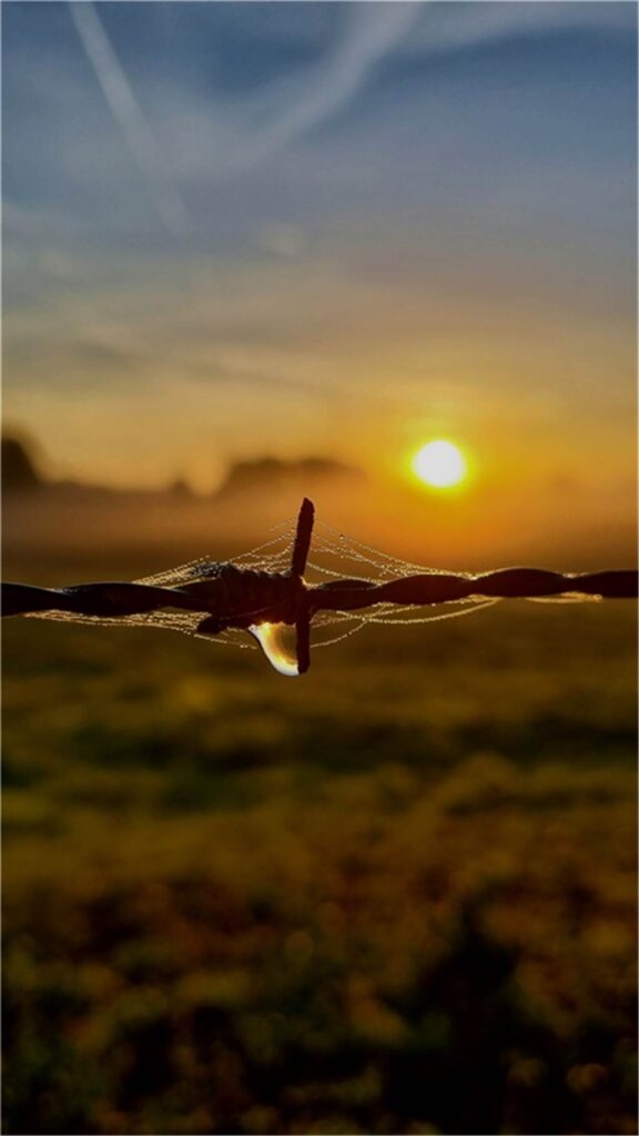 Das Bild zeigt einen Zaun vor einer Wiese bei Sonnenaufgang in den Schermbecker Lippeauen.