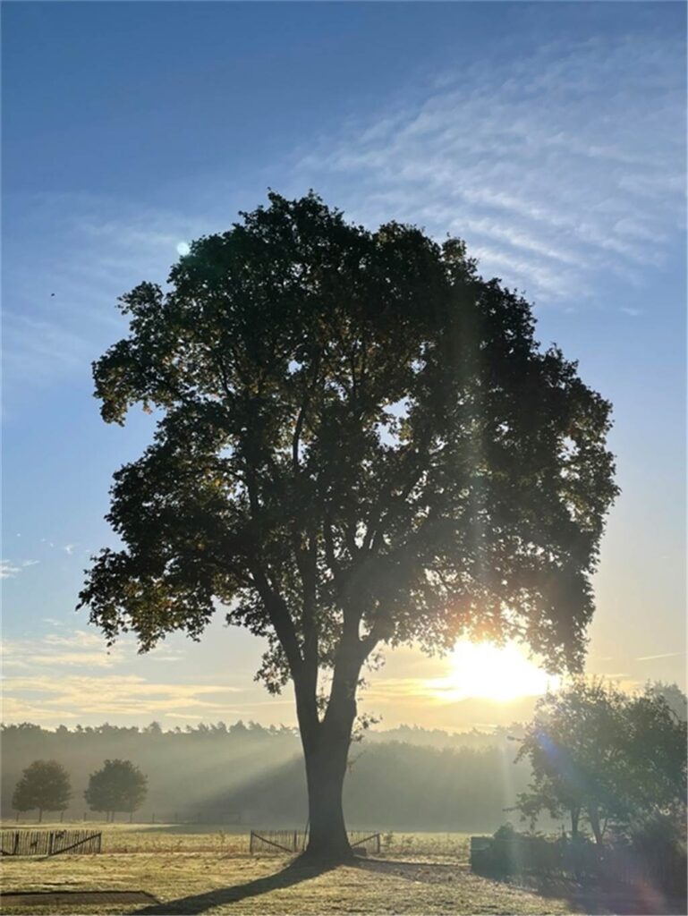 Ein einsamer Baum steht vor einem Feld, dahinter geht die Sonne auf.