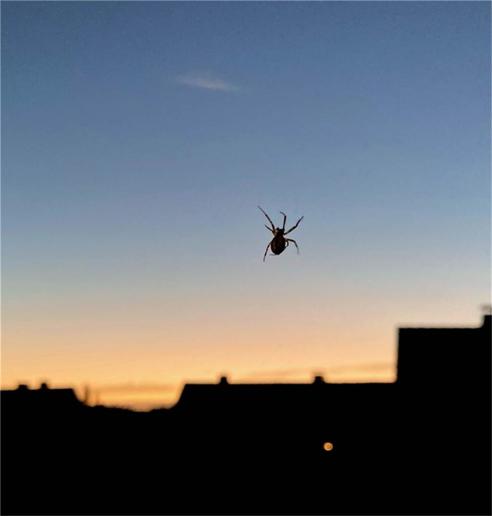Eine Spinne krabbelt an einem Fenster.