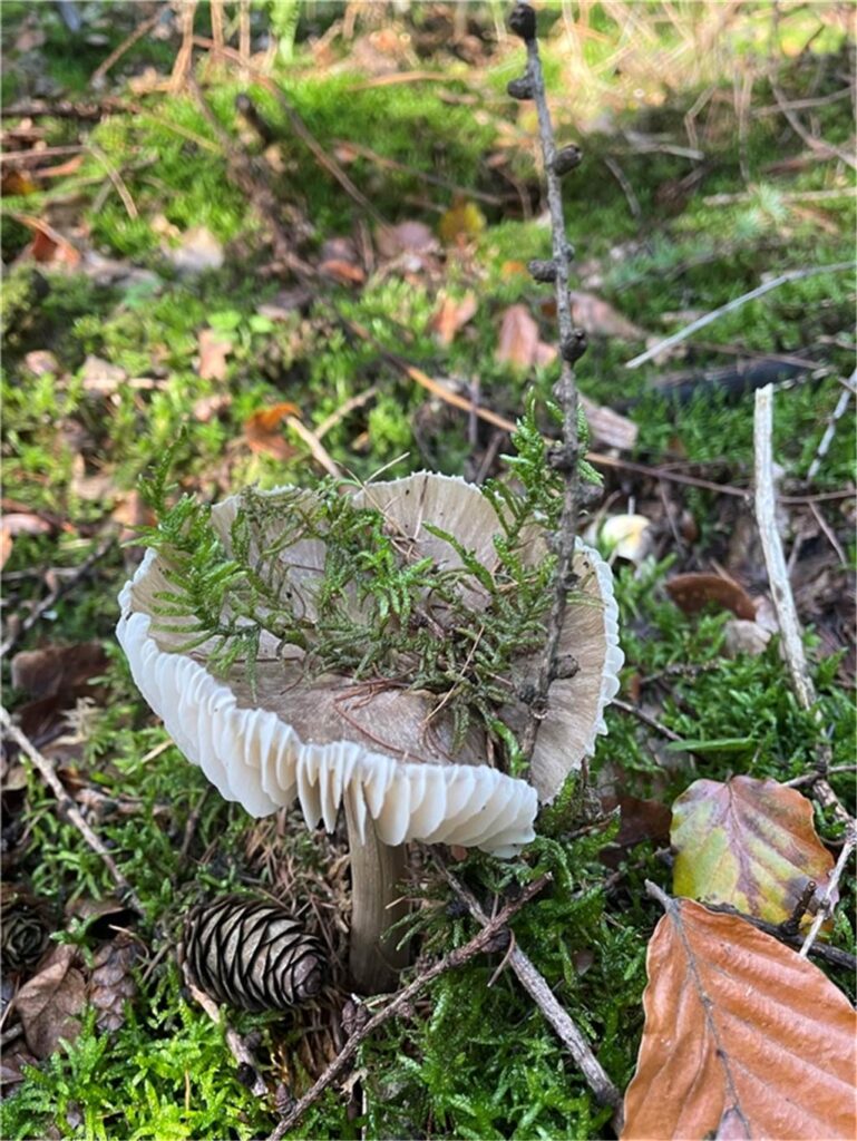 Ein Pilz in der Hohen Mark ist von einem Strauch bedeckt.
