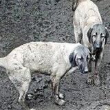 Monatelang mussten die Kangals auf dem Grundstück an der Haldenstraße in Gladbeck in ihrem eigenen Dreck stehen. Jetzt hat der Kreis Recklinghausen dem Hundebesitzer die Tiere weggenommen.