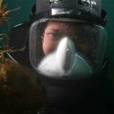 Ein Taucher im Meer