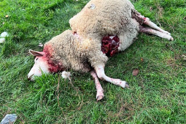 Ein totes Schaf liegt auf einer Wiese in Dorsten.