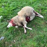 Ein totes Schaf liegt auf einer Wiese in Dorsten.