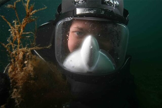 Ein Taucher im Meer