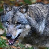 Ein Wolf steht in einem Gehege vom Wildpark Neuhaus im Solling.
