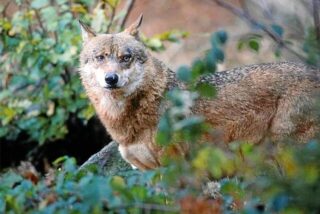 Ein Wolf steht im Gebüsch.