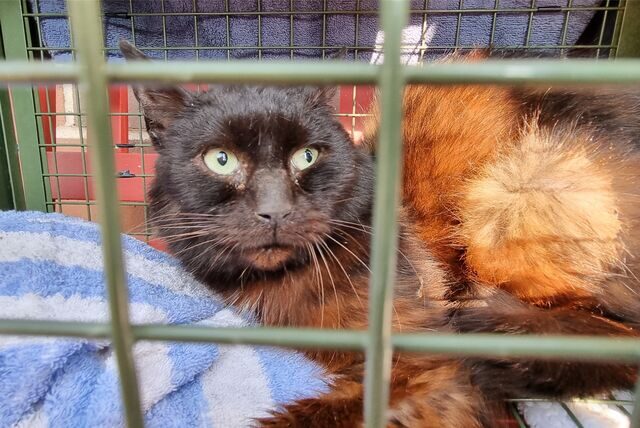 Zwei eingefangene Streunerkatzen werden zum Tierarzt gebracht. 15.000 dieser herrenlosen Tiere sollen im Kreis Recklinghausen leben.