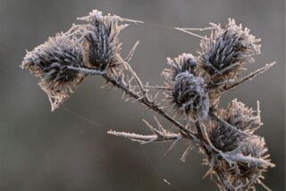 Der Nachtfrost hat Eiskristalle auf einer Pflanze entstehen lassen.