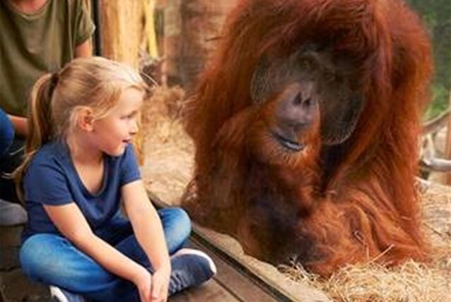 Eine junge Besucherin und ein Orang-Utan in der Zoom Erlebniswelt.