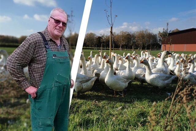 Ulrich Dingebauer aus Castrop-Rauxel züchtet Gänse nach einem besonderen Standard.
