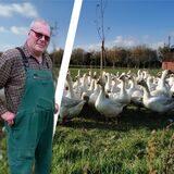 Ulrich Dingebauer aus Castrop-Rauxel züchtet Gänse nach einem besonderen Standard.