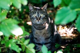Eine Katze sind auf dem Waldboden, umgeben von grünen Blättern.