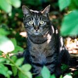 Eine Katze sind auf dem Waldboden, umgeben von grünen Blättern.