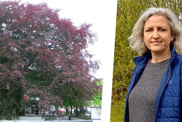 Mirjam Goedes, Sprecherin des Naturschutzbundes (Nabu), erklärt, wie sich weitere Bäume als Naturdenkmal schützen lassen. Die Blutbuche am Hertener Marktplatz steht bereits auf der Liste.