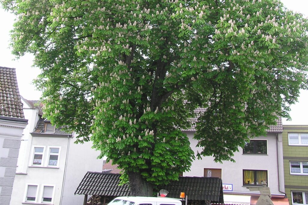Auch diese Roßkastanie an der Herner Straße in Herten-Süd ist bereits als Naturdenkmal geschützt.