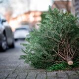 Ein Tannenbaum liegt an einer Straße.