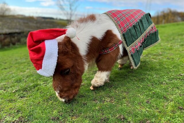 Das kleinste Pferd der Welt trägt eine Weihnachtsmütze und eine Weihnachtsdecke.