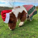 Das kleinste Pferd der Welt trägt eine Weihnachtsmütze und eine Weihnachtsdecke.