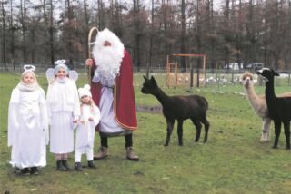Der Nikolaus mit drei Engeln bei den Alpakas am Nabeba.