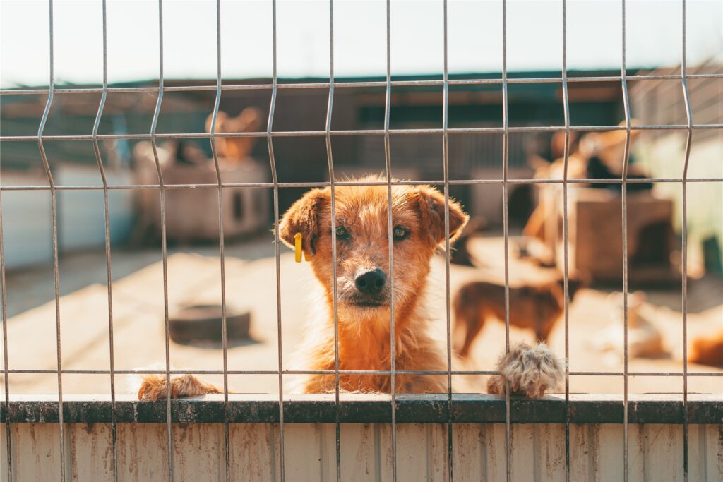 hund in einem tierheim