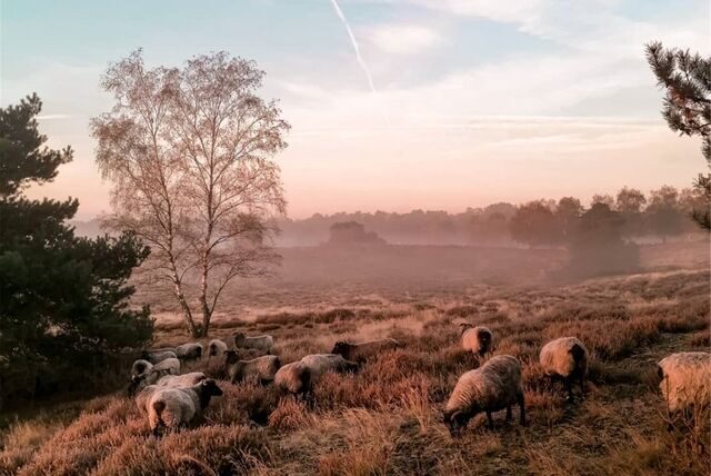 Die Schafherde in der Westruper Heide in Haltern.