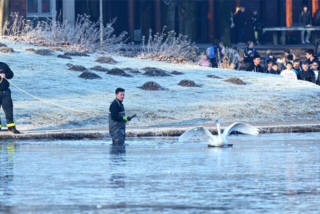 Ein Feuerwehrmann am Barkenberger See auf dem Weg zum Schwan