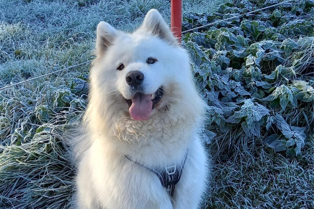 Hund im Winter