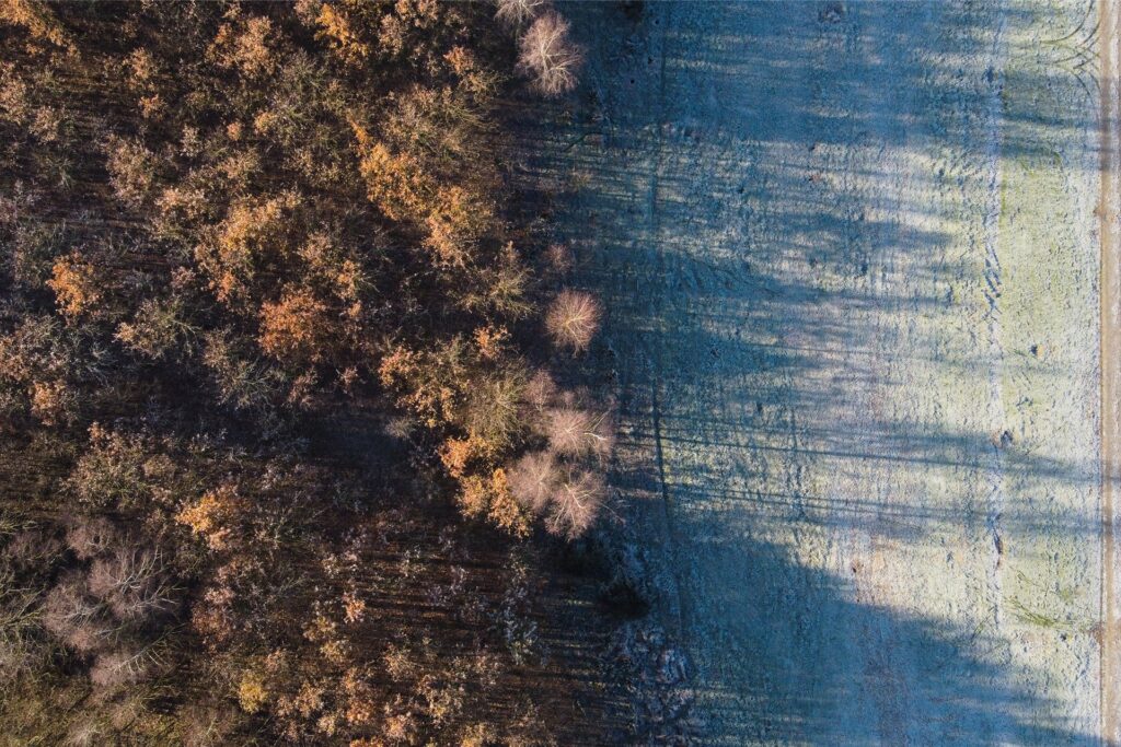 Wald und Gras mit Raureif