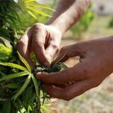 Jemand pflügt die Blüten einer Cannabis-Pflanze ab.