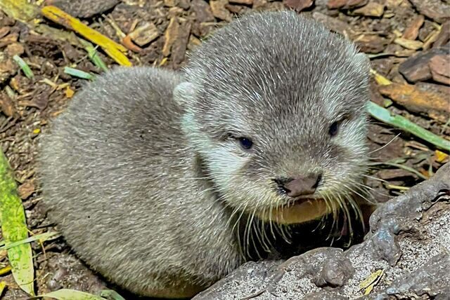 Sieben Baby-Otter gehen im Dortmunder Zoo nun auf Entdeckungstour.