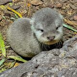 Sieben Baby-Otter gehen im Dortmunder Zoo nun auf Entdeckungstour.
