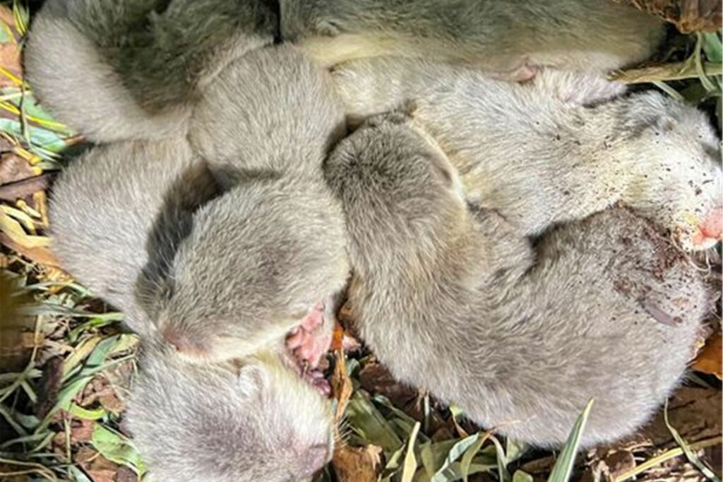 Die Baby-Otter kuscheln sich aneinander. Otter kommen mit geschlossenen Augen auf die Welt. Sie öffnen sie erst ab etwa 35 Tagen. Die Baby-Otter kuscheln sich aneinander. Otter kommen mit geschlossenen Augen auf die Welt. Sie öffnen sie erst ab etwa 35 Tagen.
