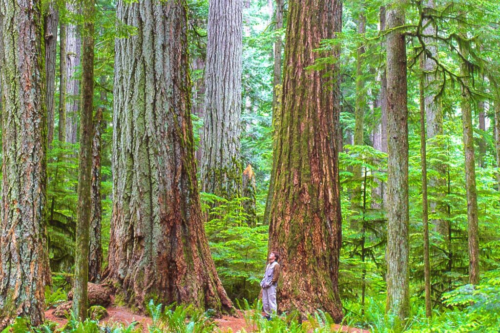 Ein Mann steht im Regenwald auf Vancouver Island unter hohen Bäumen. Ein Mann steht im Regenwald auf Vancouver Island unter hohen Bäumen.