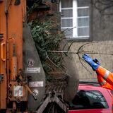 Ein Mitarbeiter einer Stadtreinigung entsorgt einen alten Weihnachtsbaum.