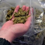 In einem geparkten Pkw in Recklinghausen-Ost entdeckte die Polizei 14 Kilo Marihuana. (Symbolbild)