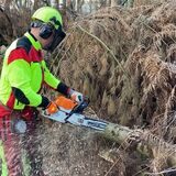 Ein Förster zersägt einen gefällten Baum in kleine Stücke.