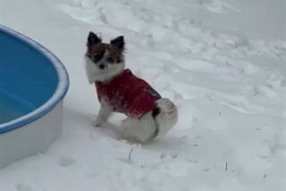 Auch Tiere haben ihren Spaß im Schnee. Ein Foto von Marion Jonton.