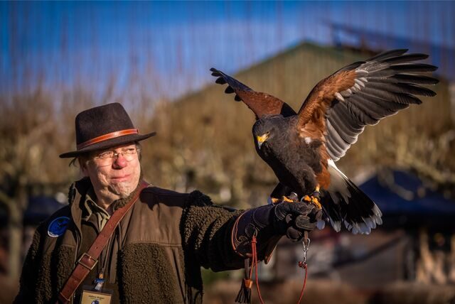 Andreas Wagner vom Orden Deutscher Falkoniere, mit Amy, einem amerikanischen Wüstenbussard. Die Greifvögel sind auf der „Jagd und Hund“ bei Flugshows zu sehen.
