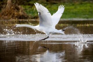 Ein Schwan fliegt übers Wasser.
