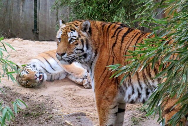 Treffen in der Zoom Erlebniswelt: Die Tiger Tamika (l.) und Thrax.