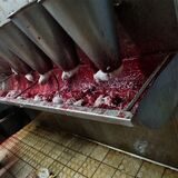Dieses Foto zeigt laut PETA die grausame Tötung von Hühnern ohne Betäubung.