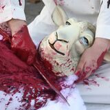 Tierschützer stellen die illegale Schächtung eines Schafs nach.