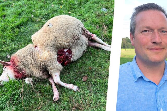 Links: ein gerissenes Schaf liegt auf einer Wiese. Rechts: Stefan Steinkühler