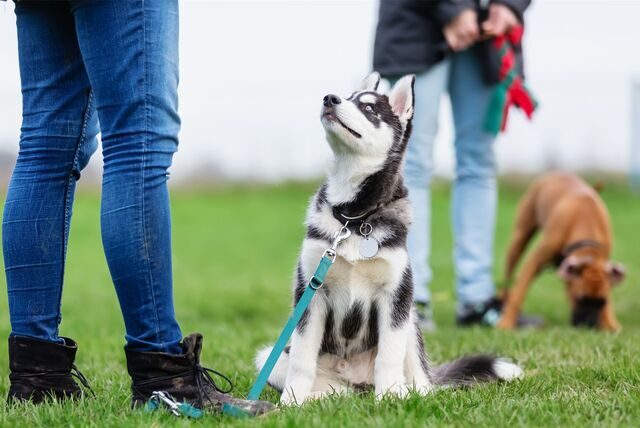 Nicht angeleinte Hunde sorgten für Ärger in Dorsten.